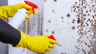 Person wearing yellow gloves cleans mould on a wall using a spray bottle and sponge